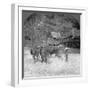 Threshing Rice, Amarapura, Burma, 1908-null-Framed Photographic Print