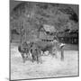 Threshing Rice, Amarapura, Burma, 1908-null-Mounted Photographic Print