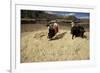 Threshing Wheat at Racchi, Cuzco Area, High Andes, Peru, South America-Walter Rawlings-Framed Photographic Print