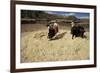 Threshing Wheat at Racchi, Cuzco Area, High Andes, Peru, South America-Walter Rawlings-Framed Photographic Print