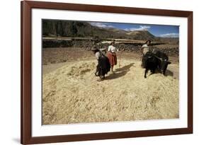 Threshing Wheat at Racchi, Cuzco Area, High Andes, Peru, South America-Walter Rawlings-Framed Photographic Print