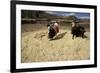 Threshing Wheat at Racchi, Cuzco Area, High Andes, Peru, South America-Walter Rawlings-Framed Photographic Print