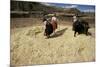 Threshing Wheat at Racchi, Cuzco Area, High Andes, Peru, South America-Walter Rawlings-Mounted Photographic Print