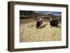 Threshing Wheat at Racchi, Cuzco Area, High Andes, Peru, South America-Walter Rawlings-Framed Premium Photographic Print