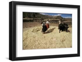 Threshing Wheat at Racchi, Cuzco Area, High Andes, Peru, South America-Walter Rawlings-Framed Premium Photographic Print