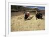 Threshing Wheat at Racchi, Cuzco Area, High Andes, Peru, South America-Walter Rawlings-Framed Photographic Print