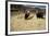 Threshing Wheat at Racchi, Cuzco Area, High Andes, Peru, South America-Walter Rawlings-Framed Photographic Print