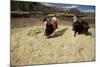 Threshing Wheat at Racchi, Cuzco Area, High Andes, Peru, South America-Walter Rawlings-Mounted Photographic Print