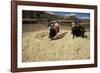 Threshing Wheat at Racchi, Cuzco Area, High Andes, Peru, South America-Walter Rawlings-Framed Photographic Print