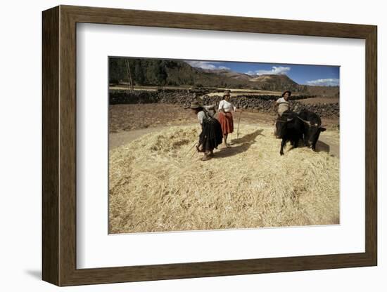 Threshing Wheat at Racchi, Cuzco Area, High Andes, Peru, South America-Walter Rawlings-Framed Photographic Print