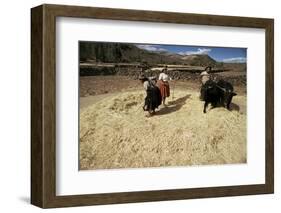 Threshing Wheat at Racchi, Cuzco Area, High Andes, Peru, South America-Walter Rawlings-Framed Photographic Print