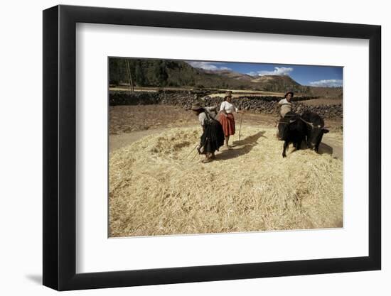 Threshing Wheat at Racchi, Cuzco Area, High Andes, Peru, South America-Walter Rawlings-Framed Photographic Print