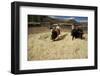 Threshing Wheat at Racchi, Cuzco Area, High Andes, Peru, South America-Walter Rawlings-Framed Photographic Print