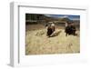 Threshing Wheat at Racchi, Cuzco Area, High Andes, Peru, South America-Walter Rawlings-Framed Photographic Print