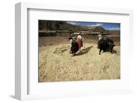 Threshing Wheat at Racchi, Cuzco Area, High Andes, Peru, South America-Walter Rawlings-Framed Photographic Print