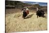 Threshing Wheat at Racchi, Cuzco Area, High Andes, Peru, South America-Walter Rawlings-Stretched Canvas