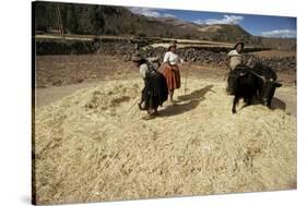 Threshing Wheat at Racchi, Cuzco Area, High Andes, Peru, South America-Walter Rawlings-Stretched Canvas