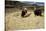 Threshing Wheat at Racchi, Cuzco Area, High Andes, Peru, South America-Walter Rawlings-Stretched Canvas