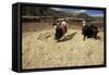 Threshing Wheat at Racchi, Cuzco Area, High Andes, Peru, South America-Walter Rawlings-Framed Stretched Canvas