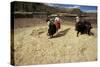 Threshing Wheat at Racchi, Cuzco Area, High Andes, Peru, South America-Walter Rawlings-Stretched Canvas