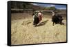 Threshing Wheat at Racchi, Cuzco Area, High Andes, Peru, South America-Walter Rawlings-Framed Stretched Canvas