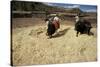 Threshing Wheat at Racchi, Cuzco Area, High Andes, Peru, South America-Walter Rawlings-Stretched Canvas