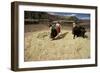 Threshing Wheat at Racchi, Cuzco Area, High Andes, Peru, South America-Walter Rawlings-Framed Photographic Print