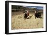 Threshing Wheat at Racchi, Cuzco Area, High Andes, Peru, South America-Walter Rawlings-Framed Photographic Print