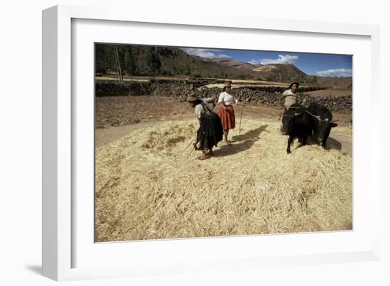 Threshing Wheat at Racchi, Cuzco Area, High Andes, Peru, South America-Walter Rawlings-Framed Photographic Print