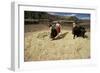 Threshing Wheat at Racchi, Cuzco Area, High Andes, Peru, South America-Walter Rawlings-Framed Photographic Print