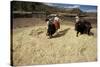 Threshing Wheat at Racchi, Cuzco Area, High Andes, Peru, South America-Walter Rawlings-Stretched Canvas