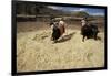 Threshing Wheat at Racchi, Cuzco Area, High Andes, Peru, South America-Walter Rawlings-Framed Photographic Print