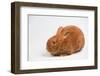 Thrianta Rabbit-Lynn M^ Stone-Framed Photographic Print