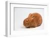 Thrianta Rabbit-Lynn M^ Stone-Framed Photographic Print