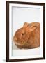 Thrianta Rabbit-Lynn M^ Stone-Framed Photographic Print