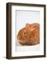 Thrianta Rabbit-Lynn M^ Stone-Framed Photographic Print