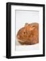 Thrianta Rabbit-Lynn M^ Stone-Framed Photographic Print