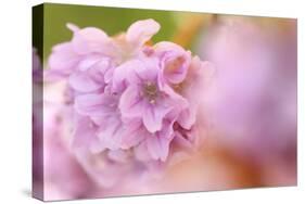 Thrift (Armeria Pungens) Flower Close Up, Alentejo, Portugal-Quinta-Stretched Canvas