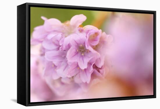 Thrift (Armeria Pungens) Flower Close Up, Alentejo, Portugal-Quinta-Framed Stretched Canvas