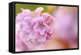 Thrift (Armeria Pungens) Flower Close Up, Alentejo, Portugal-Quinta-Framed Stretched Canvas