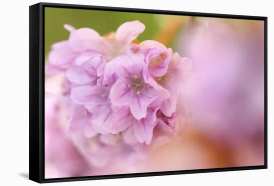 Thrift (Armeria Pungens) Flower Close Up, Alentejo, Portugal-Quinta-Framed Stretched Canvas