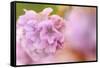 Thrift (Armeria Pungens) Flower Close Up, Alentejo, Portugal-Quinta-Framed Stretched Canvas