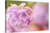 Thrift (Armeria Pungens) Flower Close Up, Alentejo, Portugal-Quinta-Stretched Canvas