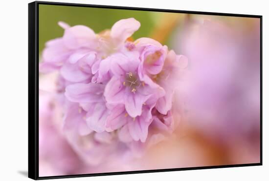 Thrift (Armeria Pungens) Flower Close Up, Alentejo, Portugal-Quinta-Framed Stretched Canvas