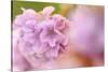 Thrift (Armeria Pungens) Flower Close Up, Alentejo, Portugal-Quinta-Stretched Canvas