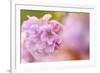 Thrift (Armeria Pungens) Flower Close Up, Alentejo, Portugal-Quinta-Framed Photographic Print