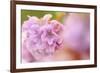 Thrift (Armeria Pungens) Flower Close Up, Alentejo, Portugal-Quinta-Framed Photographic Print