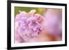 Thrift (Armeria Pungens) Flower Close Up, Alentejo, Portugal-Quinta-Framed Photographic Print