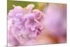 Thrift (Armeria Pungens) Flower Close Up, Alentejo, Portugal-Quinta-Mounted Photographic Print
