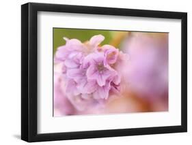 Thrift (Armeria Pungens) Flower Close Up, Alentejo, Portugal-Quinta-Framed Photographic Print